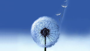 close-up photo of dandelion, dandelion, flowers, gradient