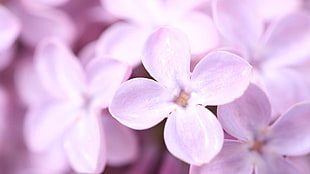 pink petaled flowers