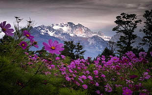 pink aster flowers, landscape, nature, spring, mountains HD wallpaper