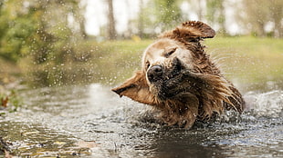 long-coated brown dog, dog, water, animals HD wallpaper