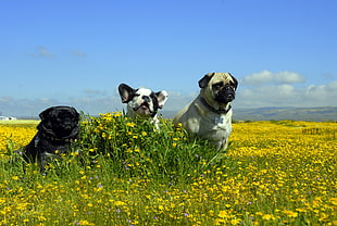 photo of a three pugs in yellow flower field in daytime with blue sky background