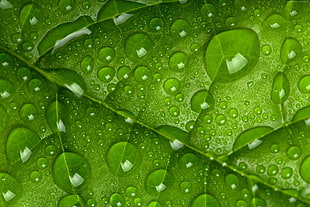 green leaf with drop of water HD wallpaper