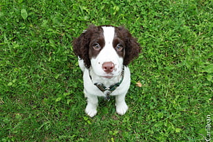 English springer spaniel puppy sitting on grass field