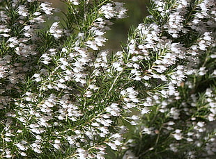 white petaled flowers photo