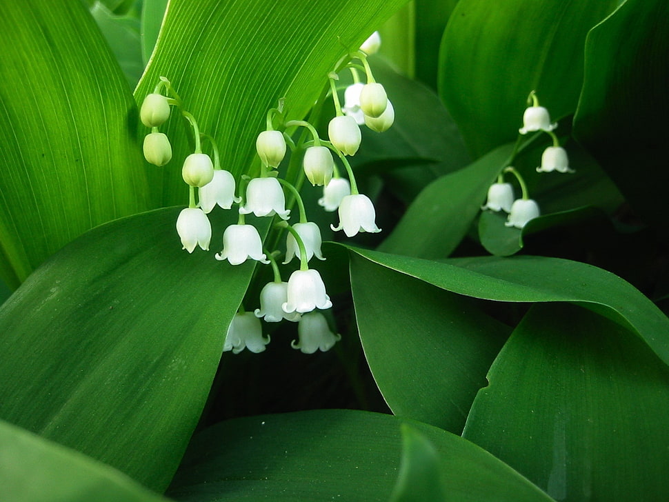 white Lily of the Valley flowers in bloom at daytime HD wallpaper