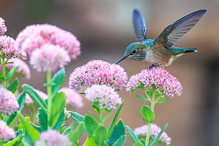 close up photo of humming bird HD wallpaper