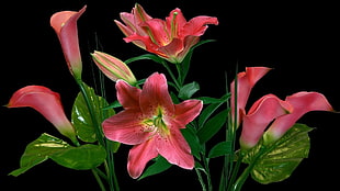 photo of red tulips with leaves