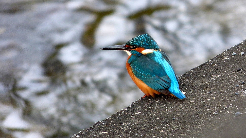 photo of blue hummingbird during daytime, kingfisher HD wallpaper