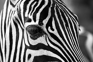 Zebra head HD wallpaper