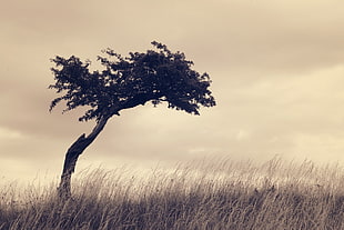 green and brown tree, plants, landscape, trees, filter