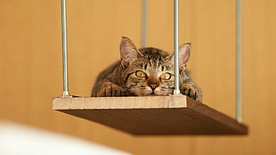 brown and black tabby cat, swings, cat, animals HD wallpaper