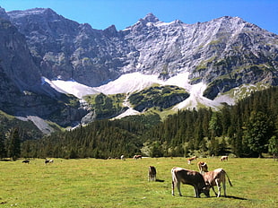 landscape photo of grasslands near mountains, tirol, scharnitz, achensee, austria HD wallpaper
