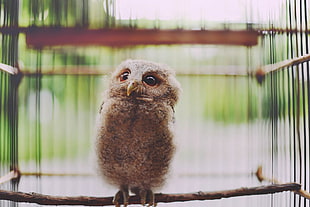 brown owl, animals, nature, birds, owl HD wallpaper