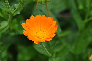 orange petaled flower, flowers, nature, plants HD wallpaper