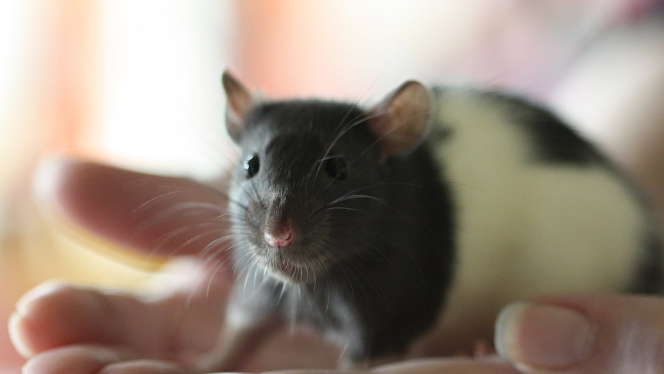 selective focus photography of white and black rodent on person's hands HD wallpaper