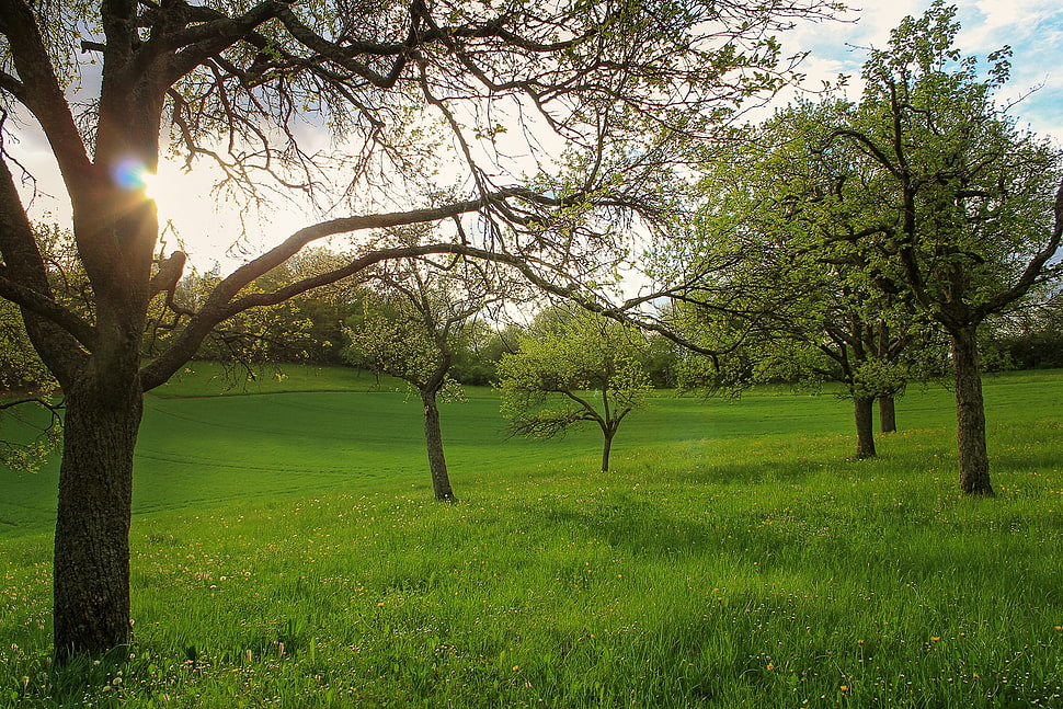 photograph of green leaf trees on green grass lawn during daytime HD wallpaper