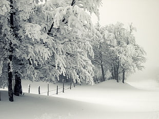 snow field during winter