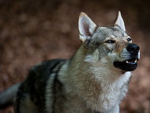 grey and black wolf czechoslovakia wolf dog, dogs, czechoslovakian