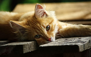 orange tabby cat lying on brown wooden floor