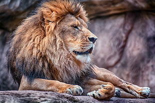 brown lion lying on grey rock at daytime HD wallpaper