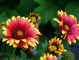 red and yellow petaled flowers HD wallpaper