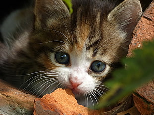 black and white tabby cat, face, cat, animals