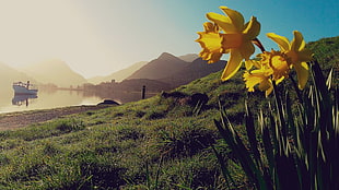 yellow flowers on green mountain near body of water