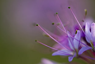 macro shot of purple flower during daytime HD wallpaper