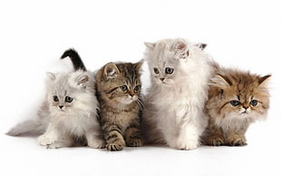 two white and two brown Persian kittens HD wallpaper
