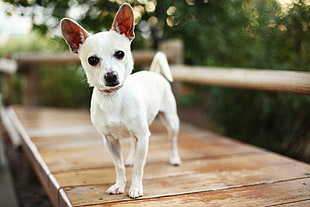 cream Chihuahua puppy closeup photography HD wallpaper