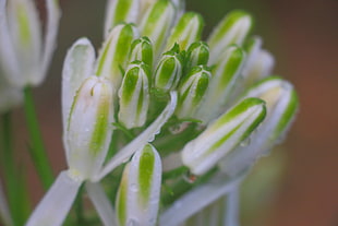 close up photo of green and white flower