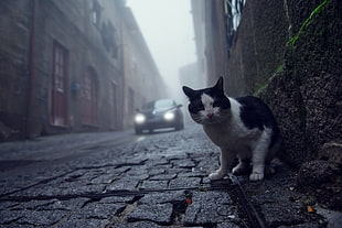 white and black tuxedo cat, photography, animals, worm's eye view, cobblestone HD wallpaper