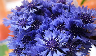 selective focus photography purple Cornflower flower bouquet HD wallpaper