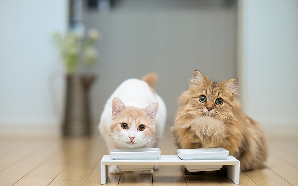 two cats near pet feeder HD wallpaper