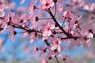 selective focus of Sakura tree during daytime HD wallpaper