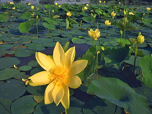 waterlilies with yellow flowers on body of water during daytime HD wallpaper