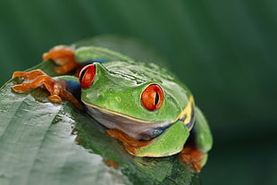 macro photography of red-eye tree frog HD wallpaper