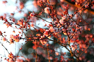 pink cherry blossoms, nature, depth of field, flowers, twigs HD wallpaper