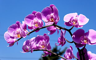 purple Orchids at daytime HD wallpaper