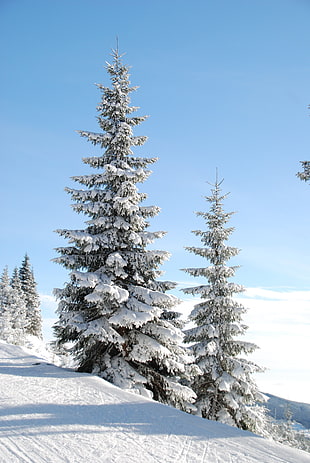 trees cover with snow during day time