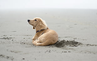 brown short-coated dog