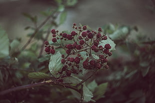 red flower buds, Blackberries, Berries, Bush