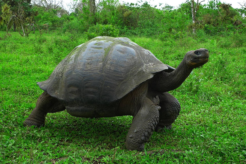 grey Galapagos turtle HD wallpaper