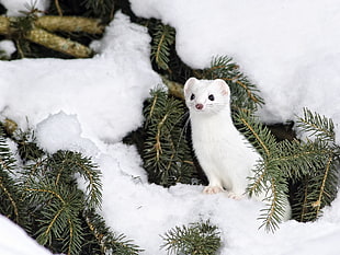 white albino ferret