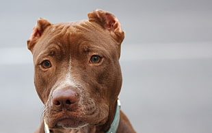 American Pitbull dog HD wallpaper