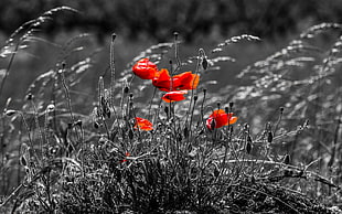 gray scale photo of red flowers HD wallpaper