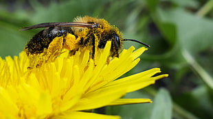photo of yellow and black bee on yellow flower HD wallpaper