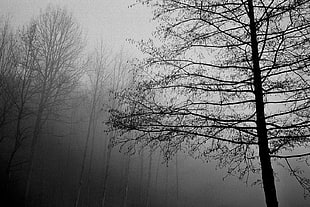 photography of tree during foggy day, ilford HD wallpaper