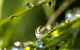 macro photography of dewdrops on leaves HD wallpaper