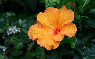 macro shot of yellow hibiscus